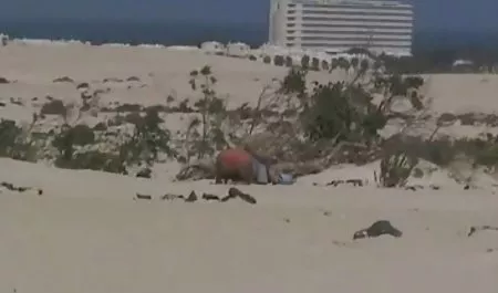 مکیدن بسیار سکسی عکس خارجی زیبا برای آلت تناسلی شما